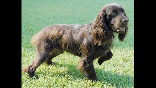 Бойкин спаниель (Boykin Spaniel)