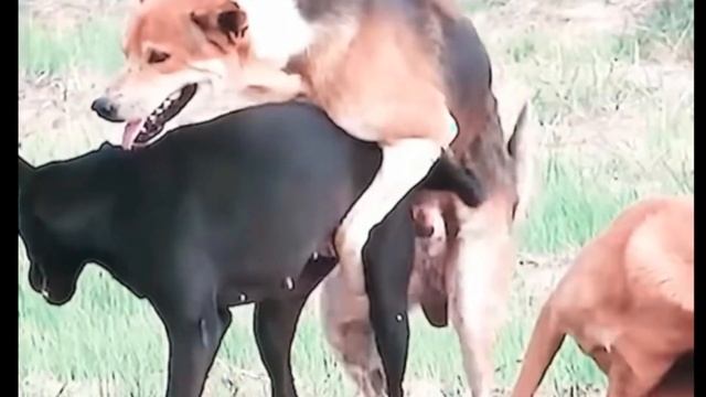 dog crossing || funny dog video || dog fight || dog xxx video|| dog смотреть онлайн
