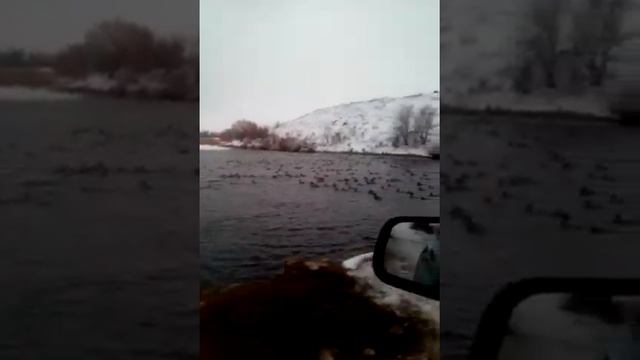 Охота на утку.