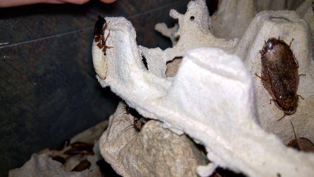 Линька мраморного таракана (moult of a Nauphoeta cinerea) смотреть онлайн
