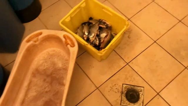 Солим рыбу. Как сохранить рыбу солёную, оригинальный способ! смотреть онлайн