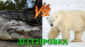 Гребнистый крокодил против Белого медведя//Кто-то сильнее//Animals Battle//Versus//Версус//Батл//