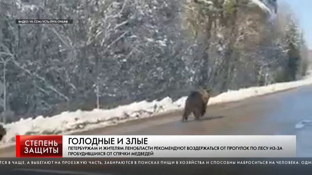 ГОЛОДНЫЕ И ЗЛЫЕ МЕДВЕДИ