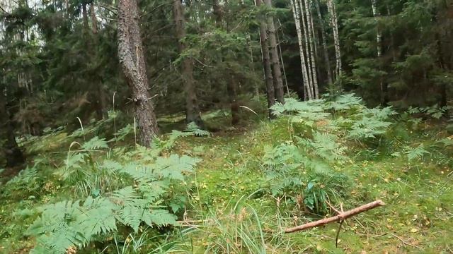 СОБИРАЕМ ГРИБЫ! 2021 ??? смотреть онлайн