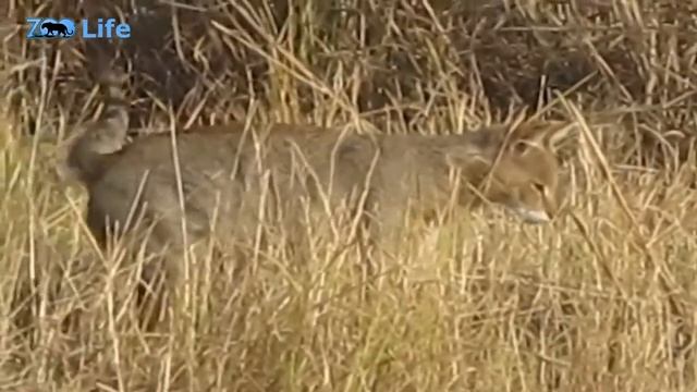 Камышовый кот - бесстрашный охотник на змей. Прыгун, пловец, рыболов. Интересные факты