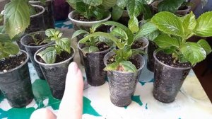 ?КЛЕЩ не пройдёт!Чем обработать гортензии??#гортензиякрупнолистная #гортензии #черенкованиегортензи