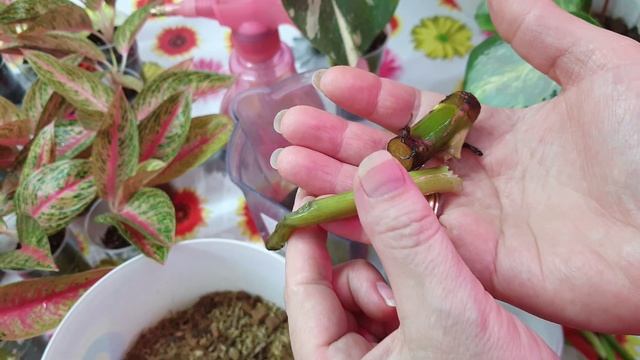 Филодендрон Гигантум Вариегата. Размножение.