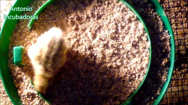 Alimentación de pollitos de codorniz recién nacidos смотреть онлайн