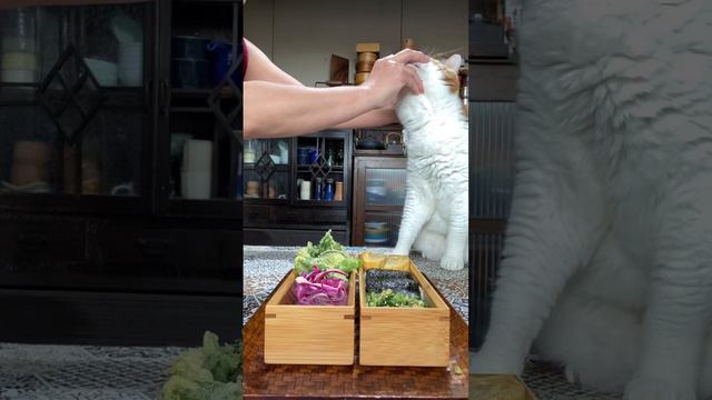 目くそあっても男前て言いきる猫#猫とおばさん#猫動画