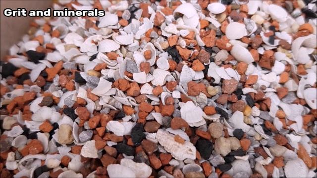 How to Breed Pigeons - [Step by Step] смотреть онлайн