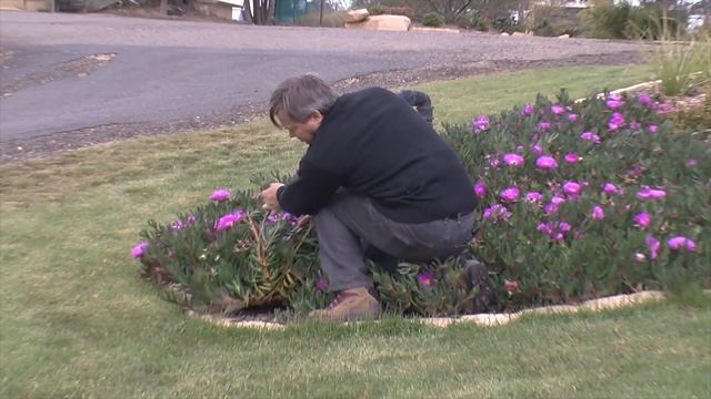 Maintaining Aussie Rambler™ Carpobrotus смотреть онлайн