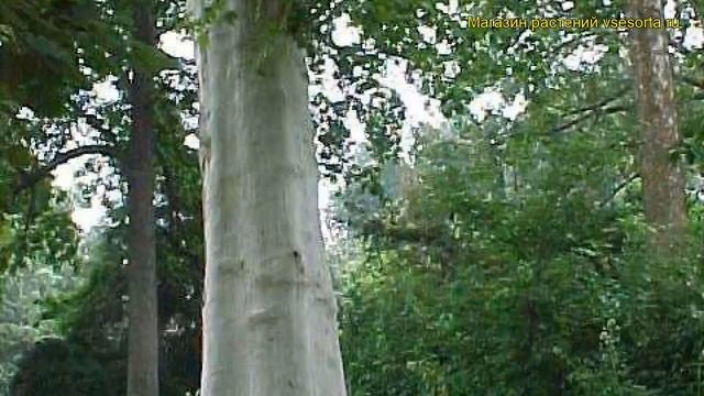 Платан кленолистный. Краткий обзор, описание характеристик, где купить саженцы platanus acerifolia смотреть онлайн