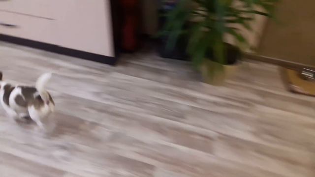 Хозяин устал. Собака закрывает дверь смотреть онлайн