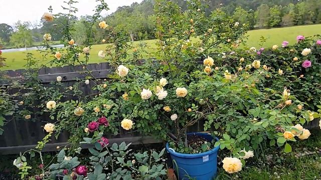 David Austin rose - Teasing Georgia Spring 2021 смотреть онлайн