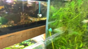 Почему не растут растения в аквариуме?в чем причина?