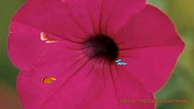 Петуния ампельная Тайдал Вейв Парпл ? обзор: как сажать, семена петунии Тайдал Вейв Парпл смотреть онлайн