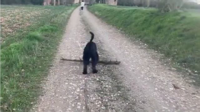 12 Top Things About Giant Schnauzer That Owners Need To Know