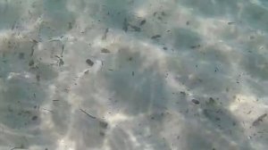 Тунис Хаммамет пляж отеля Zodiac 4* ...Жесть под водой