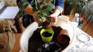 Комнатные цветы. Пересадка Шефлеры