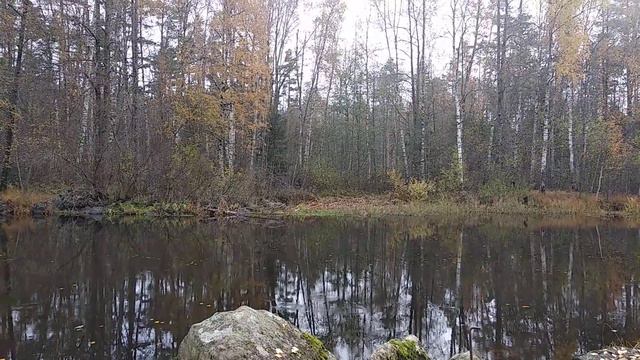 Обработка от клеща глицерино- щавеливыми полосками. смотреть онлайн