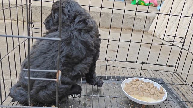 可怜的小猫咪被领养人退回来了，不敢让人靠近，真的很缺乏安全感！【理发师小乐和流浪狗】