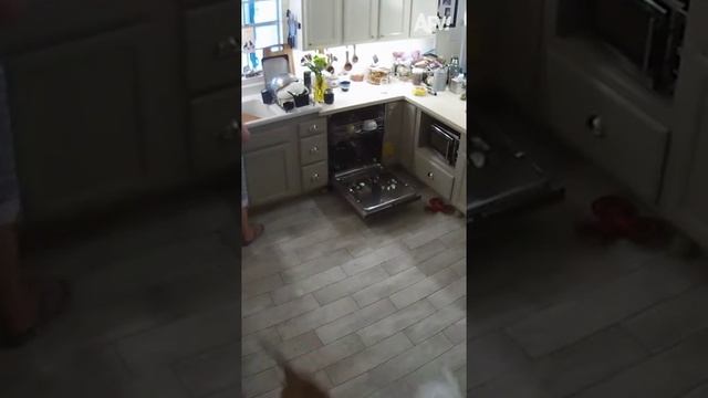 Долбанутый пес))) смотреть онлайн