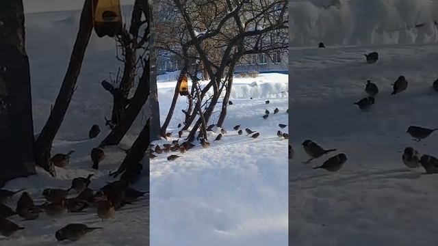 КАК ПТИЧКИ КЛЮЮТ СЕМЕЧКИ ИЗ КОРМУШКИ(3 часть! смотреть онлайн