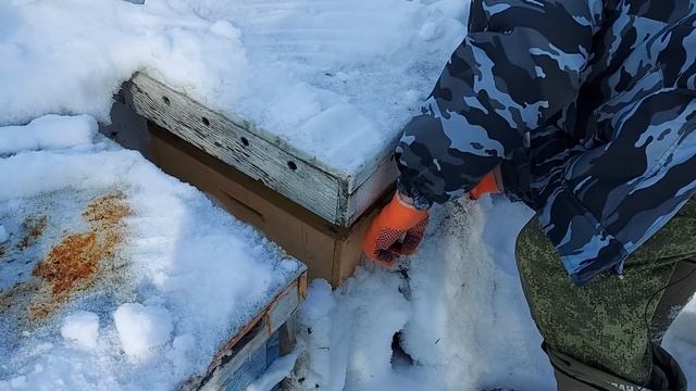 Пчелы погибают... Кошмары зимовки пчёл под снегом /сибирский пчелоблог Дмитрия Романова смотреть онлайн