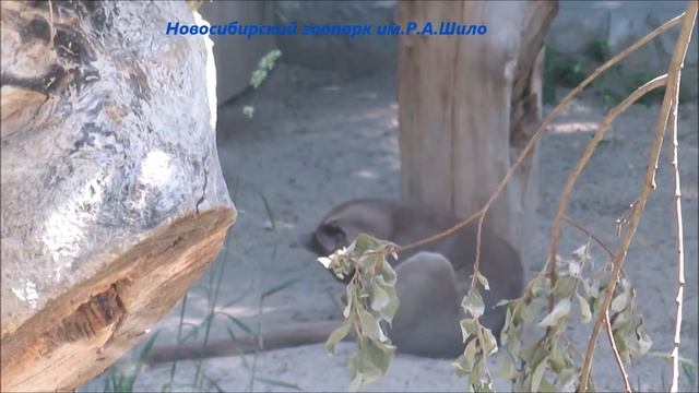 Фосса прогулялась и пошла кушать 09.07.2021 смотреть онлайн