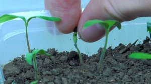 Всходы ТОМАТОВ (помидоров) | Уход за рассадой томатов после всходов | Защита от чёрной ножки и мошк