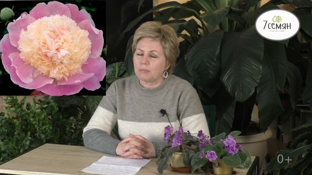 ТРАВЯНИСТЫЕ ПИОНЫ: САМЫЕ ИНТЕРЕСНЫЕ СОРТА! смотреть онлайн