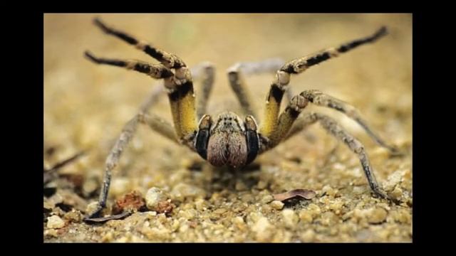 ТОП 10 огромных пауков в мире смотреть онлайн
