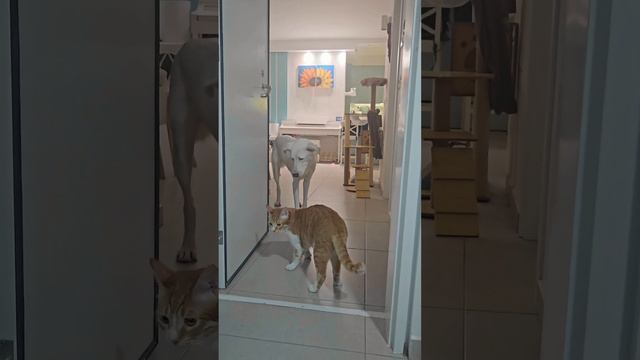 Всем Кошмарного вечера! 🤍🧡😅 смотреть онлайн