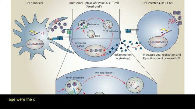 Cytomegalovirus Infection among Human Immunodeficiency Virus Highly Active Anti-retroviral Therapy смотреть онлайн