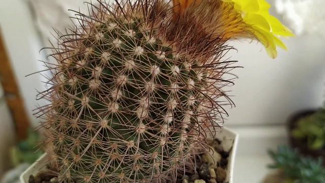 Цветение кактусов. смотреть онлайн