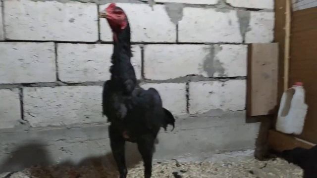 25 ноября 2021 О Шамо бойцовая птица смотреть онлайн