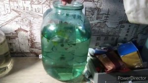 Размножение аквариумных гуппи.