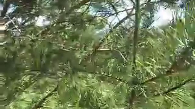 Pinus sylvestris L.-Bijeli bor смотреть онлайн