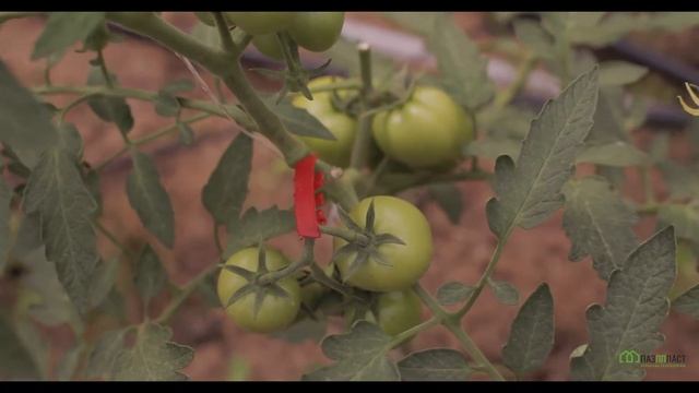 Видео инструкция клипсования кистедержателем томатов смотреть онлайн