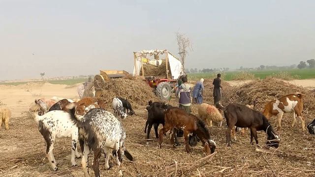 Superb Punjab Village Lifestyle  In Pakistan