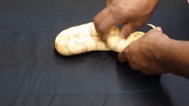 SQR COLLECTION INTRO смотреть онлайн