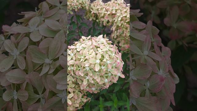 гортензия Метельчатая ПИКСИО.прайс на гортензии вышлю по запросу на Вотсап: 89206701053 смотреть онлайн