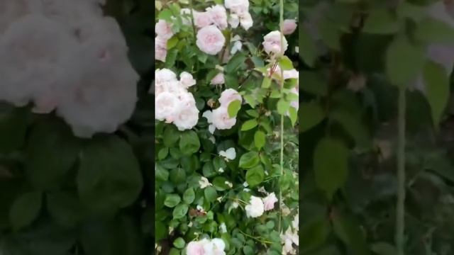 Английская роза Оливия роуз смотреть онлайн