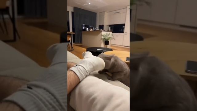 СТРАННЫЕ КОТЫ???