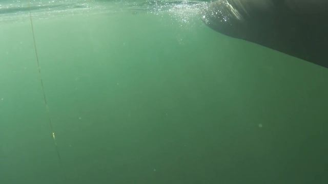 Рыбалка на сома в мелкой реке. Трофейный сом для Владика смотреть онлайн