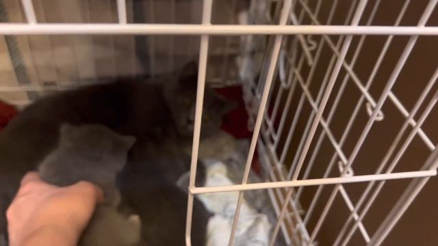 Знакомство ДЖАЗА с котенком смотреть онлайн