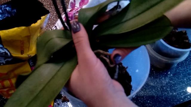 Как правильно пересаживать орхидеи смотреть онлайн