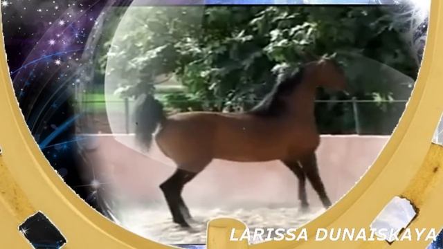 Золотые Кони - группа РОК-ОСТРОВА смотреть онлайн