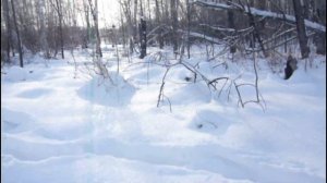 Тропление куницы с русскоевропейской лайкой