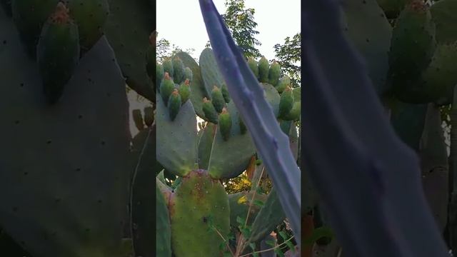 Съедобные плоды кактуса ?️ Edible cactus fruit смотреть онлайн